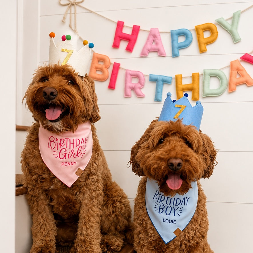 Birthday Boy Embroidered Dog Bandana