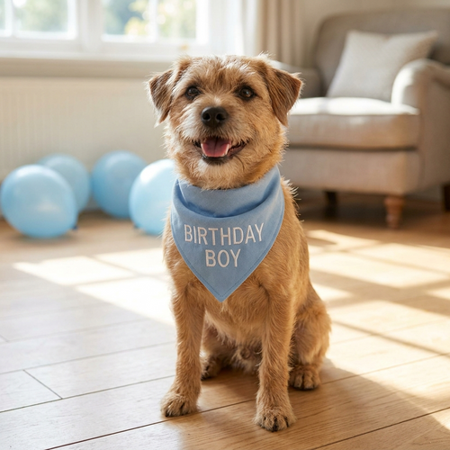 Tan terrier wearing the Birthday Boy embroidered bandana with balloons behind